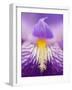 Hybrid Iris, Great Smoky Mountains, North Carolina, USA-Adam Jones-Framed Photographic Print