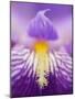 Hybrid Iris, Great Smoky Mountains, North Carolina, USA-Adam Jones-Mounted Photographic Print