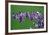 Hybrid Orchid Blossom, Arboreal Type-null-Framed Photographic Print