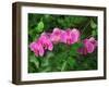 Hybrid Orchid, Lincoln Park Conservatory, Chicago, Illinois-Adam Jones-Framed Photographic Print