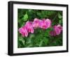 Hybrid Orchid, Lincoln Park Conservatory, Chicago, Illinois-Adam Jones-Framed Photographic Print