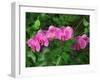 Hybrid Orchid, Lincoln Park Conservatory, Chicago, Illinois-Adam Jones-Framed Photographic Print