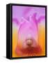 Hybrid Orchid-Adam Jones-Framed Stretched Canvas