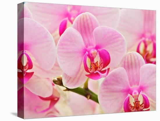 Hybrid Orchids, Selby Gardens, Sarasota, Florida, USA-Adam Jones-Stretched Canvas