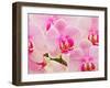 Hybrid Orchids, Selby Gardens, Sarasota, Florida, USA-Adam Jones-Framed Photographic Print