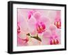 Hybrid Orchids, Selby Gardens, Sarasota, Florida, USA-Adam Jones-Framed Photographic Print