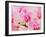 Hybrid Orchids, Selby Gardens, Sarasota, Florida, USA-Adam Jones-Framed Photographic Print