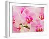 Hybrid Orchids, Selby Gardens, Sarasota, Florida, USA-Adam Jones-Framed Photographic Print