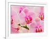 Hybrid Orchids, Selby Gardens, Sarasota, Florida, USA-Adam Jones-Framed Photographic Print