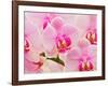 Hybrid Orchids, Selby Gardens, Sarasota, Florida, USA-Adam Jones-Framed Photographic Print