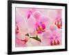 Hybrid Orchids, Selby Gardens, Sarasota, Florida, USA-Adam Jones-Framed Photographic Print