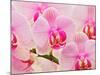 Hybrid Orchids, Selby Gardens, Sarasota, Florida, USA-Adam Jones-Mounted Photographic Print