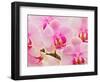 Hybrid Orchids, Selby Gardens, Sarasota, Florida, USA-Adam Jones-Framed Photographic Print