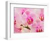 Hybrid Orchids, Selby Gardens, Sarasota, Florida, USA-Adam Jones-Framed Photographic Print