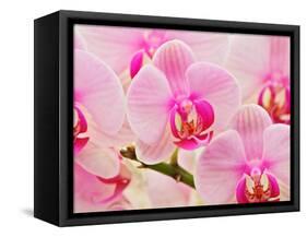 Hybrid Orchids, Selby Gardens, Sarasota, Florida, USA-Adam Jones-Framed Stretched Canvas