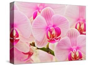Hybrid Orchids, Selby Gardens, Sarasota, Florida, USA-Adam Jones-Stretched Canvas