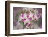 Hybrid Orchids. Selby Gardens, Sarasota, Florida-Adam Jones-Framed Photographic Print
