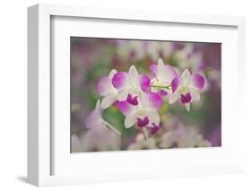 Hybrid Orchids. Selby Gardens, Sarasota, Florida-Adam Jones-Framed Photographic Print