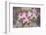 Hybrid Orchids. Selby Gardens, Sarasota, Florida-Adam Jones-Framed Photographic Print