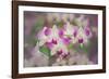 Hybrid Orchids. Selby Gardens, Sarasota, Florida-Adam Jones-Framed Photographic Print