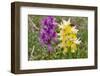 Hybrid orchis in flower, Umbria, Italy-Paul Harcourt Davies-Framed Photographic Print