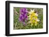 Hybrid orchis in flower, Umbria, Italy-Paul Harcourt Davies-Framed Photographic Print