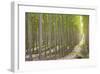 Hybrid Poplar Trees 2-Don Paulson-Framed Giclee Print