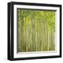 Hybrid Poplar Trees 2-Don Paulson-Framed Giclee Print