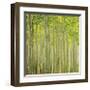 Hybrid Poplar Trees 2-Don Paulson-Framed Giclee Print