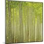 Hybrid Poplar Trees 2-Don Paulson-Mounted Giclee Print