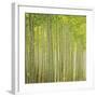 Hybrid Poplar Trees 2-Don Paulson-Framed Giclee Print