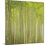 Hybrid Poplar Trees 2-Don Paulson-Mounted Giclee Print