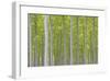 Hybrid Poplar Trees-Don Paulson-Framed Giclee Print