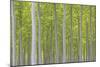 Hybrid Poplar Trees-Don Paulson-Mounted Giclee Print