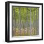 Hybrid Poplar Trees-Don Paulson-Framed Giclee Print