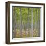 Hybrid Poplar Trees-Don Paulson-Framed Giclee Print