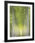 Hybrid Poplars 1-Don Paulson-Framed Giclee Print