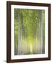 Hybrid Poplars 1-Don Paulson-Framed Giclee Print