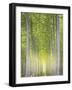 Hybrid Poplars 1-Don Paulson-Framed Giclee Print