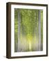 Hybrid Poplars 1-Don Paulson-Framed Giclee Print