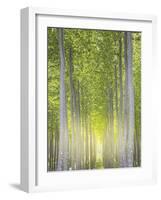 Hybrid Poplars 1-Don Paulson-Framed Giclee Print