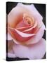 Hybrid Tea Rose, Sweet Lady-null-Stretched Canvas