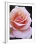 Hybrid Tea Rose, Sweet Lady-null-Framed Photographic Print