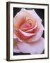 Hybrid Tea Rose, Sweet Lady-null-Framed Photographic Print