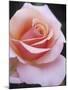 Hybrid Tea Rose, Sweet Lady-null-Mounted Photographic Print