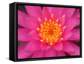 Hybrid Water Lily, Louisville, Kentucky, USA-Adam Jones-Framed Stretched Canvas