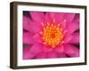 Hybrid Water Lily, Louisville, Kentucky, USA-Adam Jones-Framed Premium Photographic Print