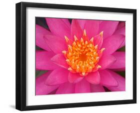 Hybrid Water Lily, Louisville, Kentucky, USA-Adam Jones-Framed Premium Photographic Print