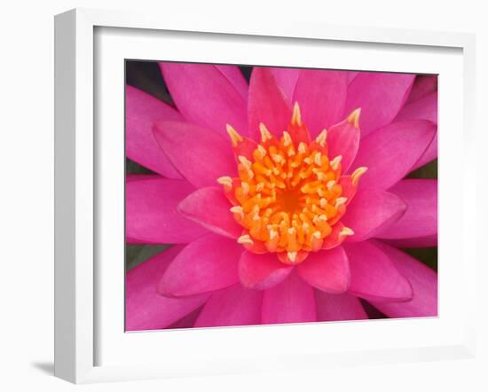 Hybrid Water Lily, Louisville, Kentucky, USA-Adam Jones-Framed Premium Photographic Print