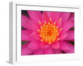 Hybrid Water Lily, Louisville, Kentucky, USA-Adam Jones-Framed Premium Photographic Print